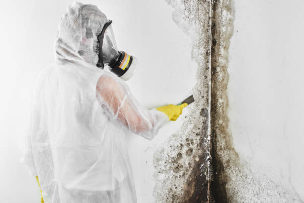 Reliable Charleston, SC Mold Removal Solutions