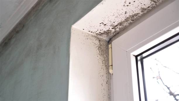 Best Certified Mold Removal  in Charleston, SC