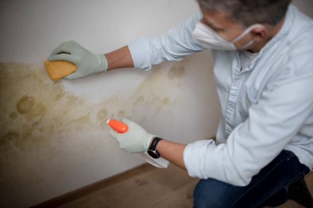 Best Attic Mold Removal  in Charleston, SC