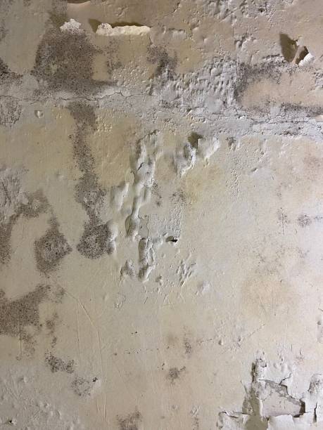 Best Professional Mold Removal  in Charleston, SC